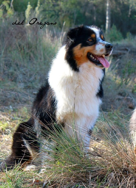 Indiana black pearl chemins cathares