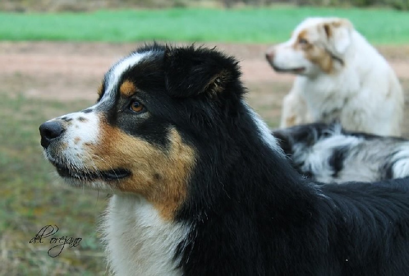 Indiana black pearl chemins cathares